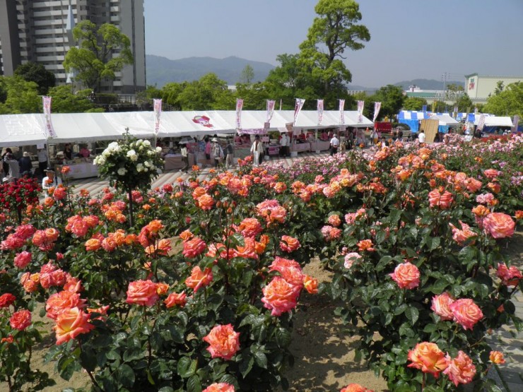 福山ばら祭りにミッキー来る 福山リハビリテーション病院